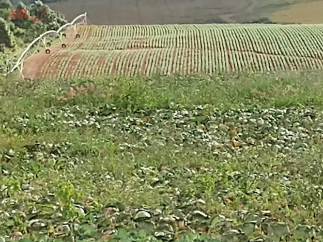 Fazenda para Venda em Centro Poços de Caldas-MG
