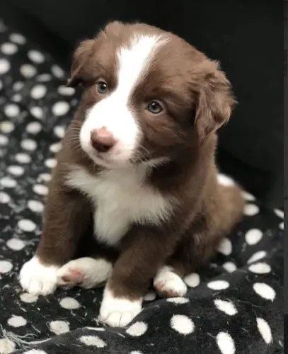 Border Collie Chocolate/Bluemerle/Redmerle - Assistencia veterinaria gratuita