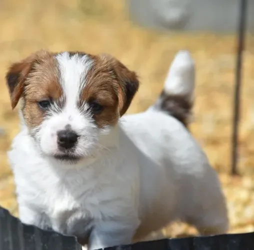 Jack Russell Terrier - Filhotes com Pelagem Lisa e Temperamento Vibrante!