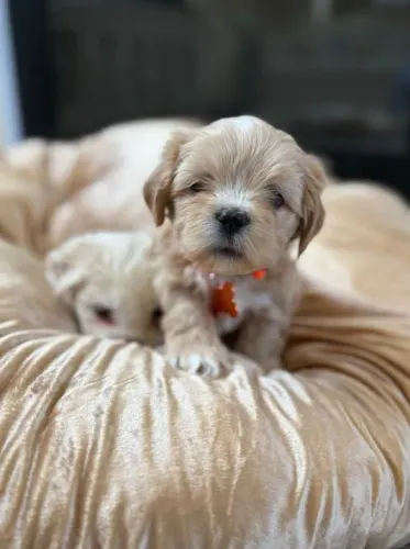 Lhasa Apso - Visual Impactante, Personalidade Equilibrada e Muita Fofura!