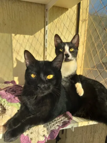 Gatinhos para doação 