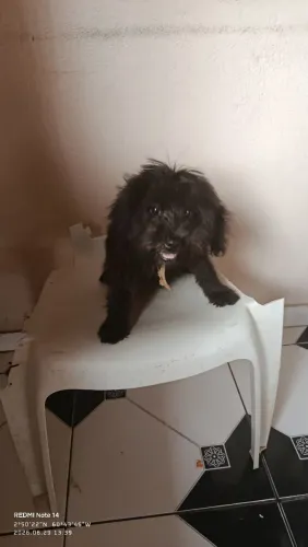 Vende-se poodle 