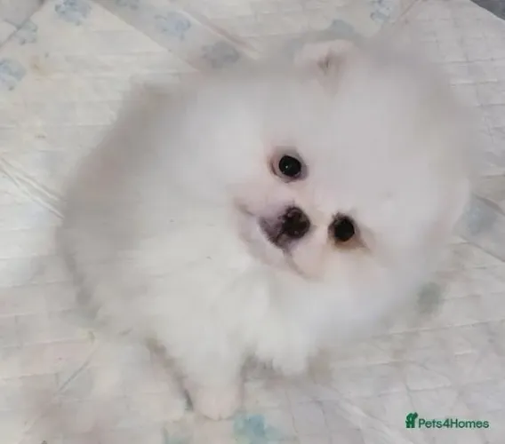 Baby spitz alemão/lulu da pomerânia linhagem selecionada saudável com contrato