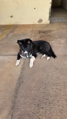 Border Collie para doação responsável
