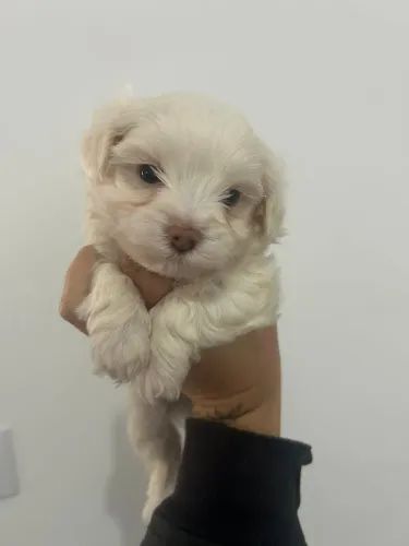 Filhotes , de maltês ! Cachorrinhos disponíveis