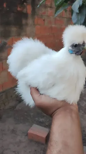 Galinha sedosas