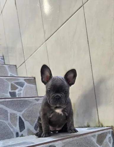 Bulldog Francês Exótica 