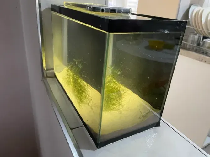 Aquário 8 litros