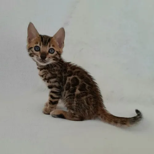 Bengal Cat - Filhotes