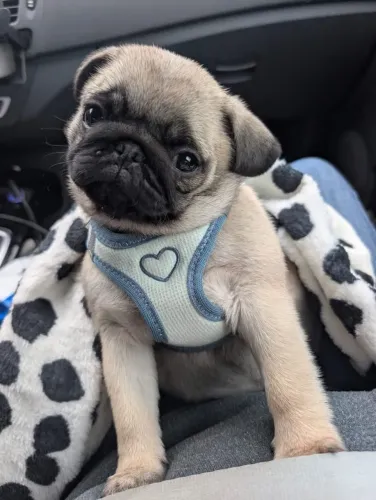 Pug Doguinho que pode ser exatamente o que você procurava