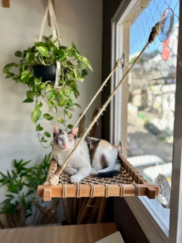 Cama de Gato em Macrame