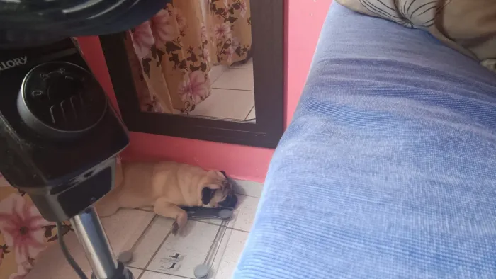 Pug