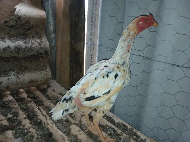 Galinha