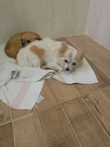 Fêmea de chihuahua pelo longo prestes a entrar no cio promoção leia o anúncio