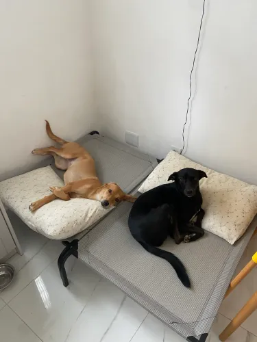 Cama Pet Elevada