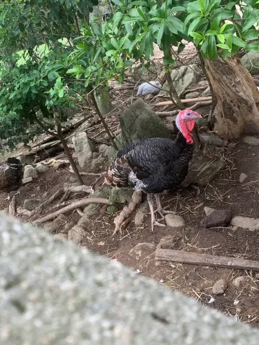 Vendo peru 