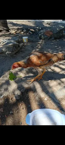 Vendo frangas