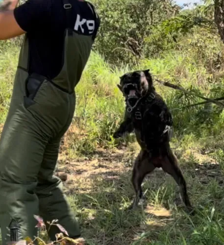 Presa Canario fêmea 2 anos CPD