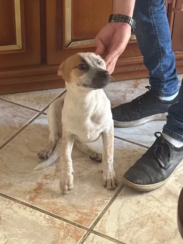 Cachorro
