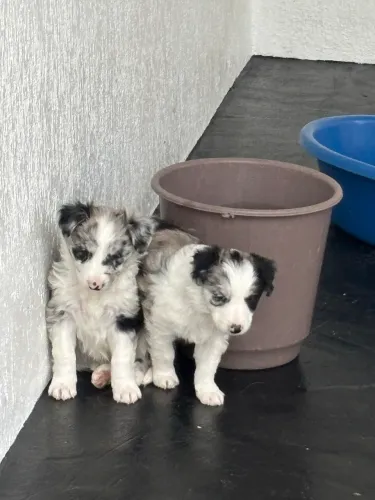 Boder collie