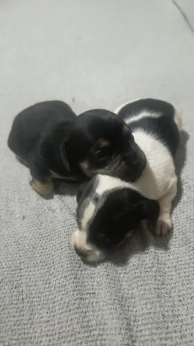 VENDO FILHOTES DE PINSCHER 