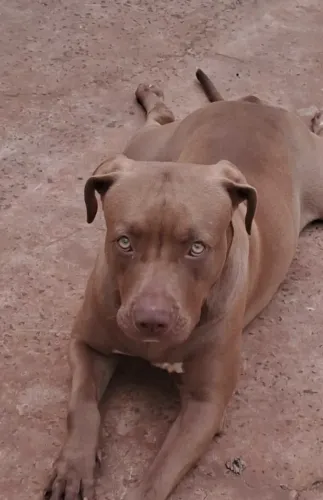 Filhotes de Pitbull