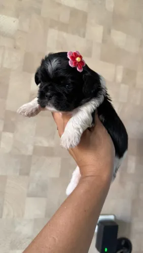 Shihtzu fêmea 
