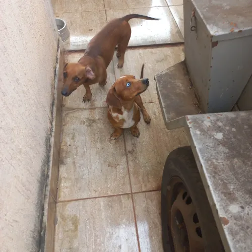 Lindos salsichinhas