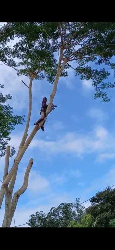 Poda de árvores e transporte de galhos e folhas