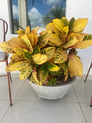 Planta Croton