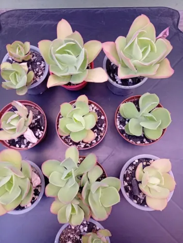 Echeveria pálida lote com 10 vasos