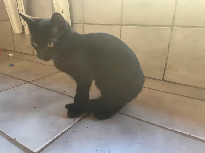 Gatinhos com 4 meses para adoção urgente!!!