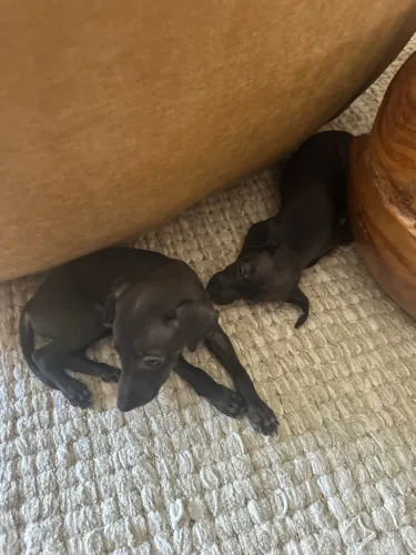 Galgo italiano - galguinho 