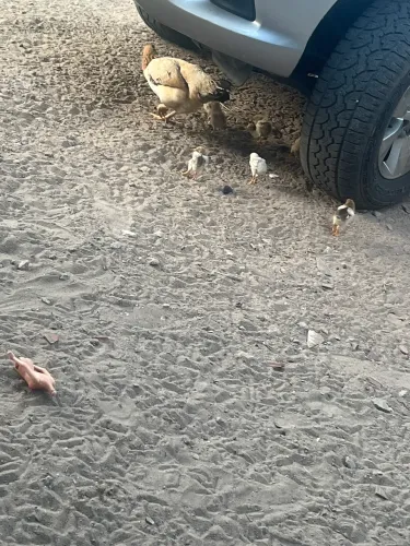 Galinhas indianas