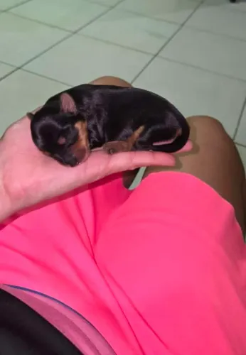 Filhotes de Yorkshire Terrier