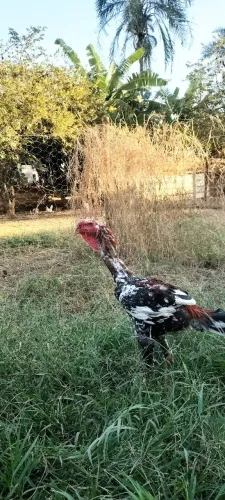 Índio gigante