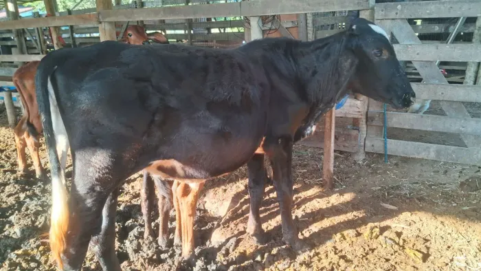 Bezerros (as) a venda