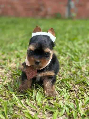 Lindo filhote de Yorkshire micro macho