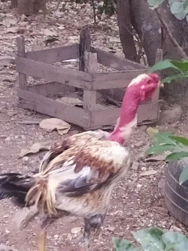 Pintinho semi gigante