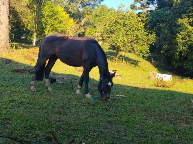 Cavalo crioulo 