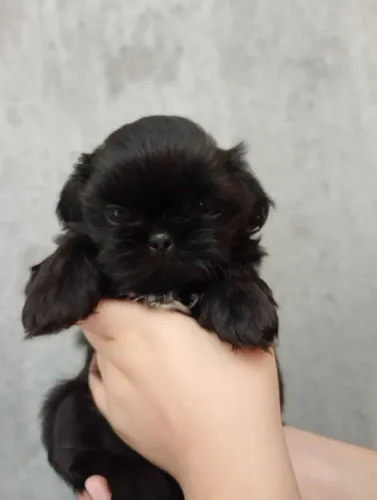 Filhotes de shih tzu macho 