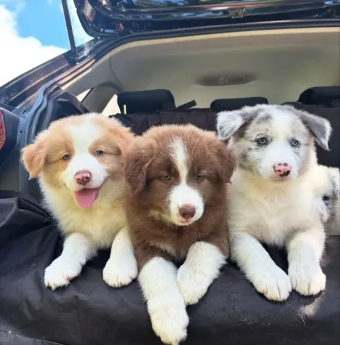 Filhote border collie, Nada como um filhotinho para completar sua vida!