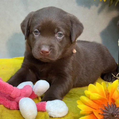 Labrador Chocolate/ Pelagem linda