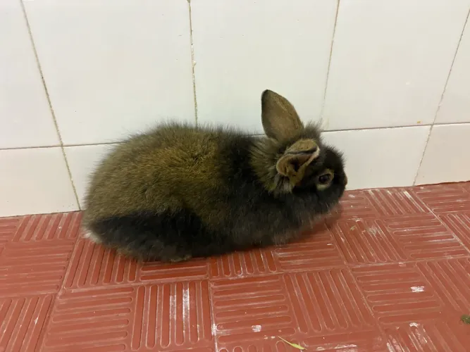 Vendo coelho 38 dias 