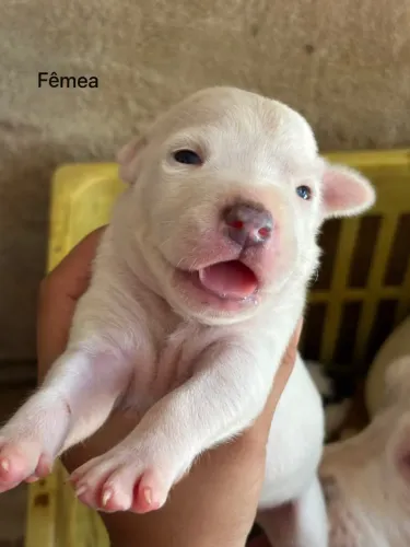 Filhote de Pitbull