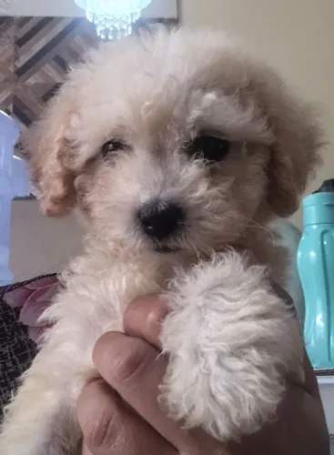 Cachorro 