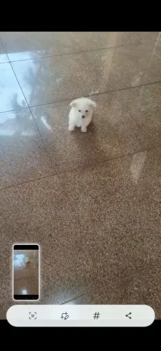 Poodle fêmea miniatura
