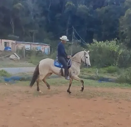 Egua de pista e cavalgada