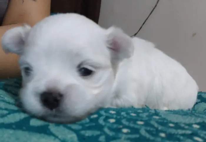 Maltês macho mini