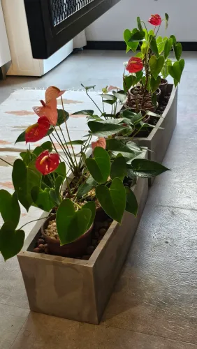 Plantas 8